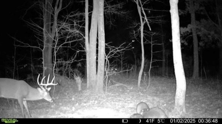 Flora Mississippi 78+- Acres for Sale - image 21