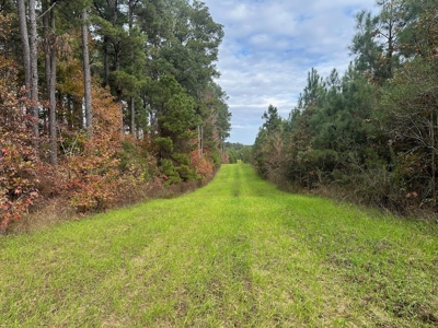 4 Bed 3 Bath House on 125 Acres for Sale In Lasalle Parish - image 31