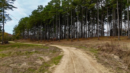 4 Bed 3 Bath House on 125 Acres for Sale In Lasalle Parish - image 30