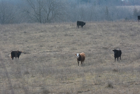 Farm For Sale - image 31