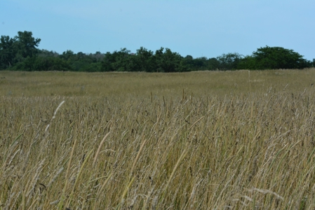 193 Acre Farm For Sale Located in Lamoni, Iowa - image 18