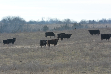 Farm For Sale - image 30