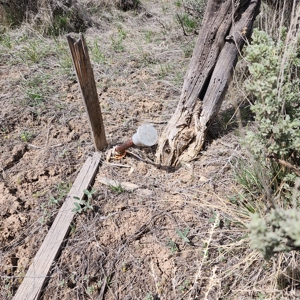Cabin on 71 acres west of Debeque, CO - image 14