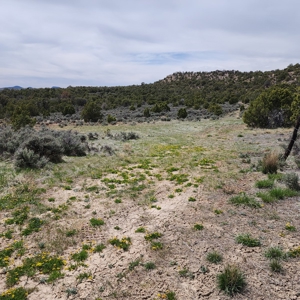 Cabin on 71 acres west of Debeque, CO - image 21