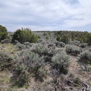 Cabin on 71 acres west of Debeque, CO - image 22