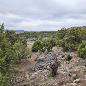 Cabin on 71 acres west of Debeque, CO - image 20