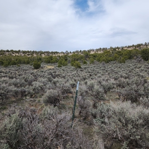 Cabin on 71 acres west of Debeque, CO - image 16