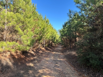 Land For Sale in Union County Arkansas - image 3