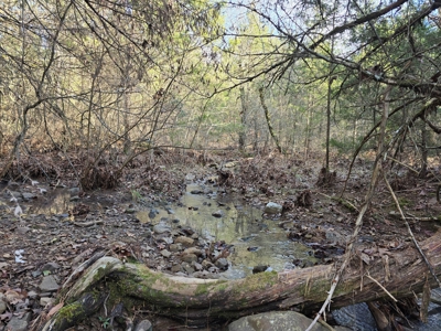 Country Acreage & Homestead - Adjoining National Forest - image 19