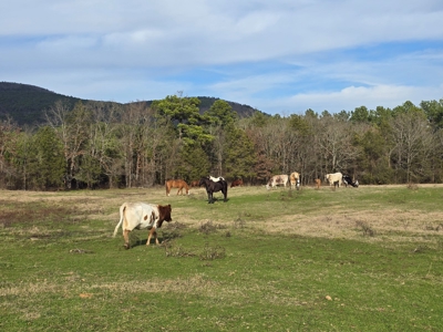 Country Acreage & Homestead - Adjoining National Forest - image 6