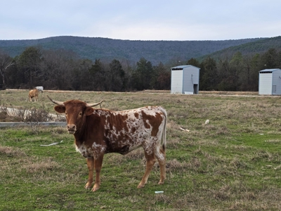 Country Acreage & Homestead - Adjoining National Forest - image 22