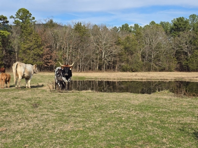 Country Acreage & Homestead - Adjoining National Forest - image 5