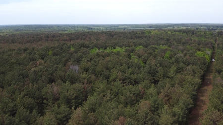 Troup TX Timber Land for Sale in Smith County East of Dallas - image 7