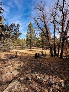 Land / Acreage in Laguna Vista Subdivision, Near Chama, NM - image 7