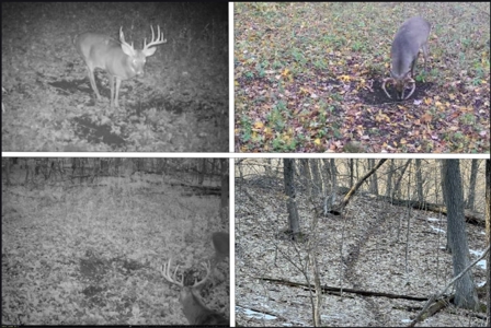 Ridgetop Hunting Land for sale in Vernon County, Wisconsin - image 2