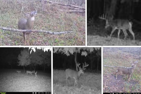 Ridgetop Hunting Land for sale in Vernon County, Wisconsin - image 20