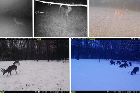 Ridgetop Hunting Land for sale in Vernon County, Wisconsin - image 21