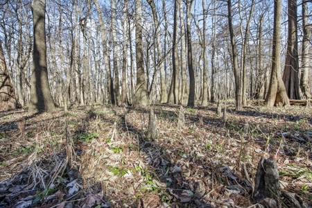Hunting Land for Sale in The MS Delta - image 22