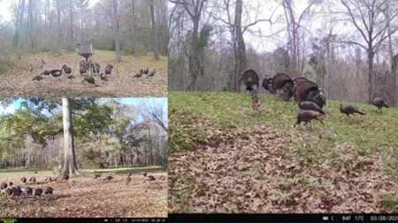 Hunting Land for Sale in The MS Delta - image 4