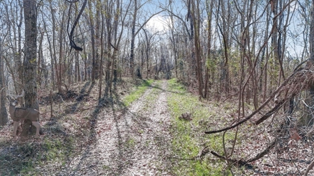 Hunting Land for Sale in The MS Delta - image 32