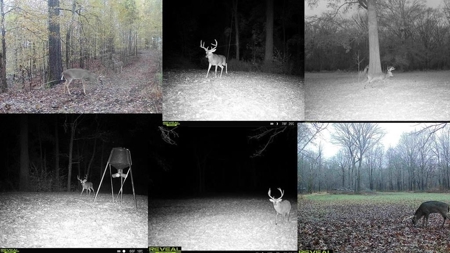 Hunting Land for Sale in The MS Delta - image 2