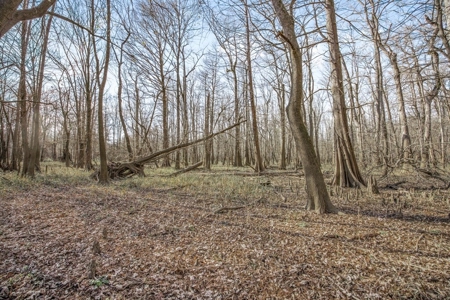 Hunting Land for Sale in The MS Delta - image 23