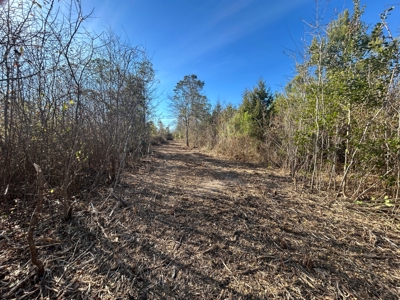 Hunting land for sale - image 15