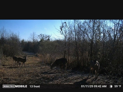 Hunting land for sale - image 17