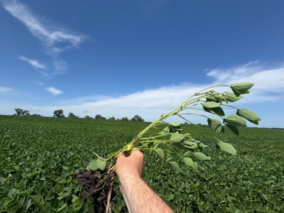 76 Acres of Iowa Farm Land For Sale - image 2