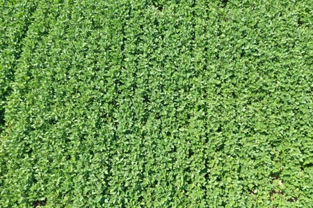 76 Acres of Iowa Farm Land For Sale - image 10