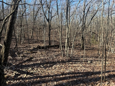 40 acres of hardwood timber in Talladega - image 14