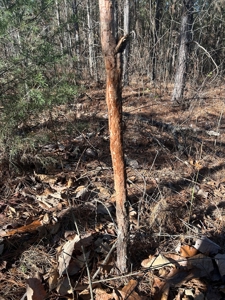 40 acres of hardwood timber in Talladega - image 20