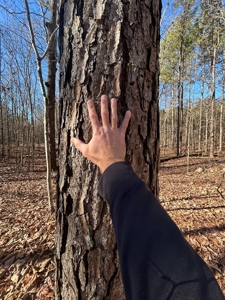 40 acres of hardwood timber in Talladega - image 36
