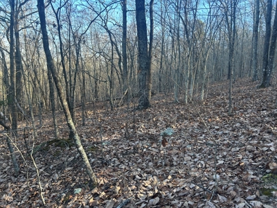 40 acres of hardwood timber in Talladega - image 8