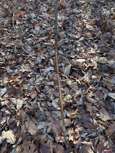 40 acres of hardwood timber in Talladega - image 23