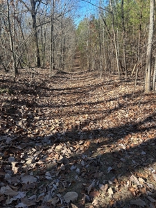 40 acres of hardwood timber in Talladega - image 28