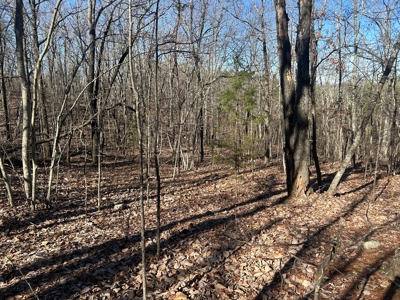 40 acres of hardwood timber in Talladega - image 13