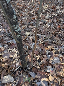 40 acres of hardwood timber in Talladega - image 22