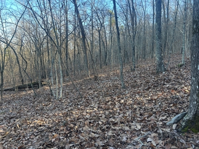 40 acres of hardwood timber in Talladega - image 6