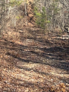 40 acres of hardwood timber in Talladega - image 31