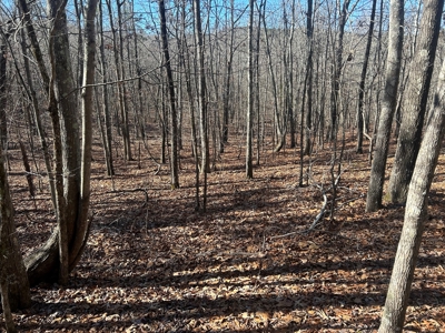40 acres of hardwood timber in Talladega - image 12