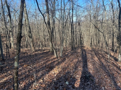 40 acres of hardwood timber in Talladega - image 24