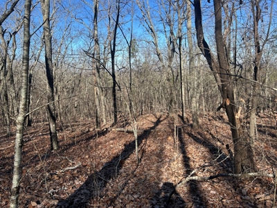 40 acres of hardwood timber in Talladega - image 21