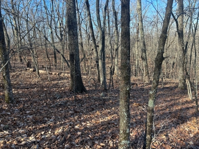 40 acres of hardwood timber in Talladega - image 18