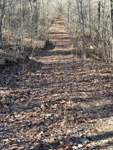40 acres of hardwood timber in Talladega - image 30