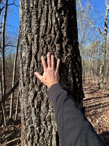 40 acres of hardwood timber in Talladega - image 15