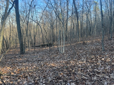 40 acres of hardwood timber in Talladega - image 5