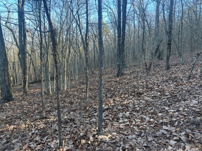 40 acres of hardwood timber in Talladega - image 7