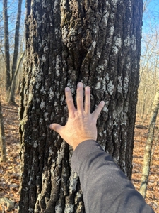 40 acres of hardwood timber in Talladega - image 34