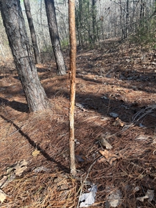 40 acres of hardwood timber in Talladega - image 27